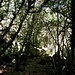 Weiter geht's durch den Wald.