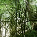 Wilder Wald!