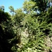 Wilder Wald in der Schlucht.