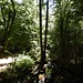 Herrliche Wege in der Schlucht.