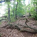 ... im Wald hinauf ...