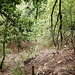 Auf der Kante war hier kein Durchkommen, zu dicht war das Gestrüpp. Deshalb folgte ich den Wegspuren, die links der Kante hinunterführten. 