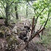 Metallreste im Wald