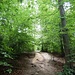 Ich wanderte nun auf dem breiten Waldweg hinauf zum Wanderparkplatz Drei Eichen.