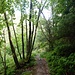 Auf einem steinigen Weg geht's hinunter ins Dunkel der Waldschlucht.