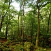 Moosgeröll.