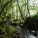 Herrlicher Wald hier unten.