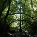 Herrlicher Wald hier unten!