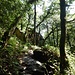 Herrlicher Wald hier unten.