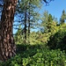 Schöner offener Wald