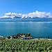 Grüne Rebhänge und das blaue Wasser des Genfersees. Toll