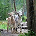 Incontri