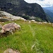 Pradoi
