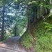 hier verlässt man den Wanderweg (Wegspur in den Wald)