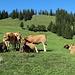Müde Kühe bei der Alp Langgschwend