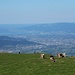 Alp Ruen - die Kühe geniessen Panoramablick übers Rheintal
