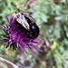 Blume mit Besuch
