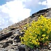 Spätsommerblüten am Gipfel