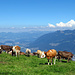 zu dieser Zeit hat es hier sehr viele Kühe auf den Alpen