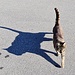 <b>Il gatto di Madernal e la sua ombra.</b>