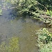 Forellen bei der Mündung des Spirsbachs