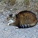 schüchterne Katze bei Kalbach-le-Haut