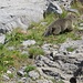 Una giovane marmotta in ritirata 