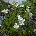 Achillea atrata L.<br />Asteraceae<br /><br />Millefoglio del calcare<br />Achillée noirâtre<br />Schwarze Schafgarbe, Hallers Schafgarbe