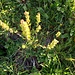 Rhinanthus minor L.<br />Orobachaceae<br /><br />Cresta di gallo minore<br />Petit rhinanthe, Cocriste, Crête de coq<br />Kleiner Klappertopf