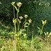 Cirsium oleraceum (L.) Scop.<br />Asteraceae<br /><br />Cardo giallastro<br />Cirse jaunâtre<br />Kohldistel