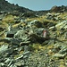 Hier hätte ich runterkommen wollen: Der markierte Anstieg zur Mittleren Pederspitze.