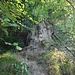Etwas längere Sandstein-Kletterstelle am Rossweidlipfad Süd. Zwei Seile helfen beim steilen Aufstieg (Klettern im ersten Grad)