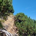 Latschenschneisen, zum Teil recht steil, mit Felsen und wurzelig (T2-T3).