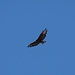 der Bussard wacht