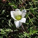 überraschende Anemone