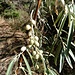 Elaeagnus angustifolia L.<br />Eleagnaceae<br /><br />Olivagno a foglie strette<br />Olivier de Bohême<br />Schmalblättrige Ölweide