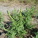 Ambrosia psilostachya DC.<br />Asteraceae<br /><br />Ambrosia con spighe rade<br /> Ambroisie à épis glabres<br />Stauden-Ambrosie