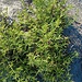 Salicornia europaea L.<br />Chenopodiaceae<br /><br />Salicornia europea<br />Salicorne d'Europe<br />Europäischer Queller