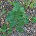 Populus alba L.<br />Salicaceae<br /><br />Pioppo bianco<br />Peuplier blanc<br />Silber-Pappel