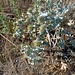 Eryngium maritimum L.<br />Apiaceae<br /><br />Calcatreppola marina, Eringio marino<br />Panicaut maritime<br />Stranddistel