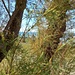 Tamarix gallica L.<br />Tamaricaceae<br /><br />Tamerice comune, Mirice<br />Tamaris, Tamarix<br />Tamarisken