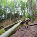 Waldschäden