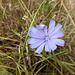 Kornblume