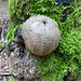 Ein Pilz?