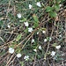 Silene latifolia Poir.
Caryophyllaceae

Silene
Compagnon blanc
Weisse Lichtnelke