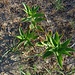 Oenothera biennis L.
Onagraceae

Enagra comune
Onagre bisannuelle
Gewöhnliche Zweijährige Nachtkerze