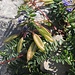 Interessante Früchte des Berg-Spitzkiels (Oxytropis jacquinii)