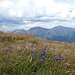 Schöne Alpenblumen vor der Kette der Seckauer Tauern
