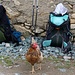 A l'Alp Schmorras, une poule accepte de surveiller nos sacs pendant que nous buvons