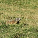 Viele Murmeltiere um diese Zeit auf dem Murmeltierweg